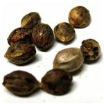 Семена марихуаны АК-47  (Seeds AK-47) в Новозыбкове